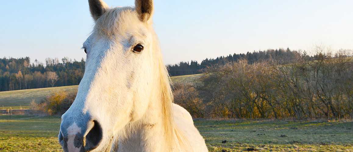 Einhorn-Pferd Schulranzen für Mädchen kaufen » Schulranzen-Onlineshop